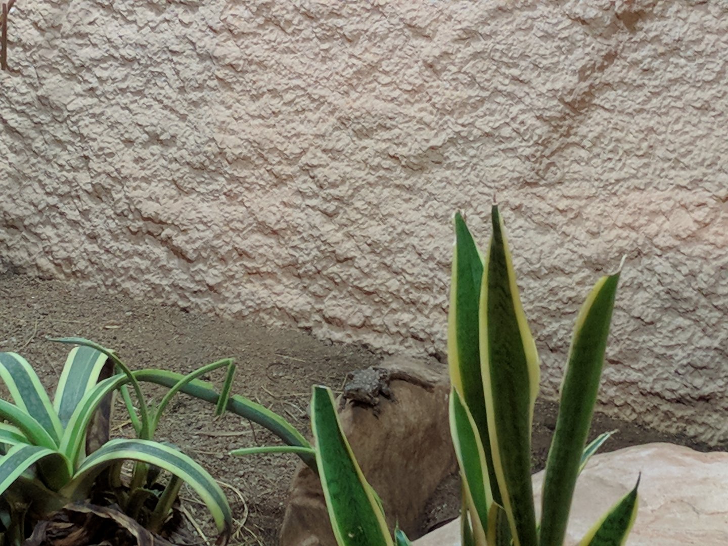 Lizard ID