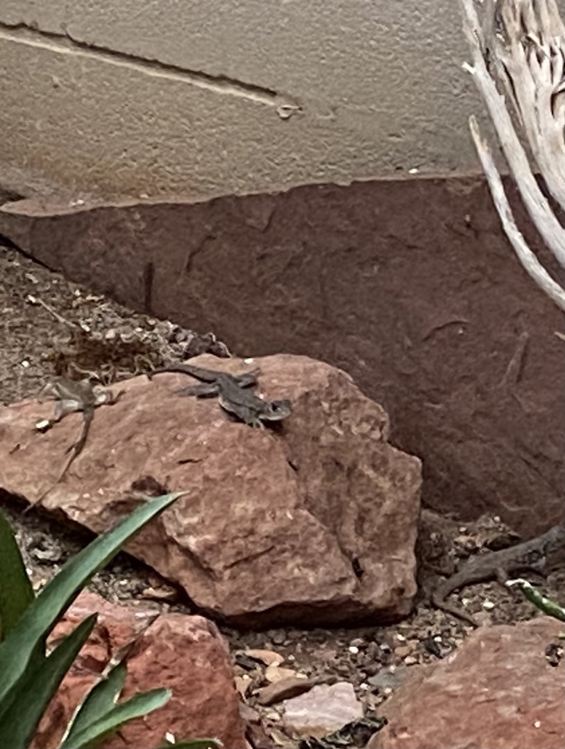 Lizard ID?