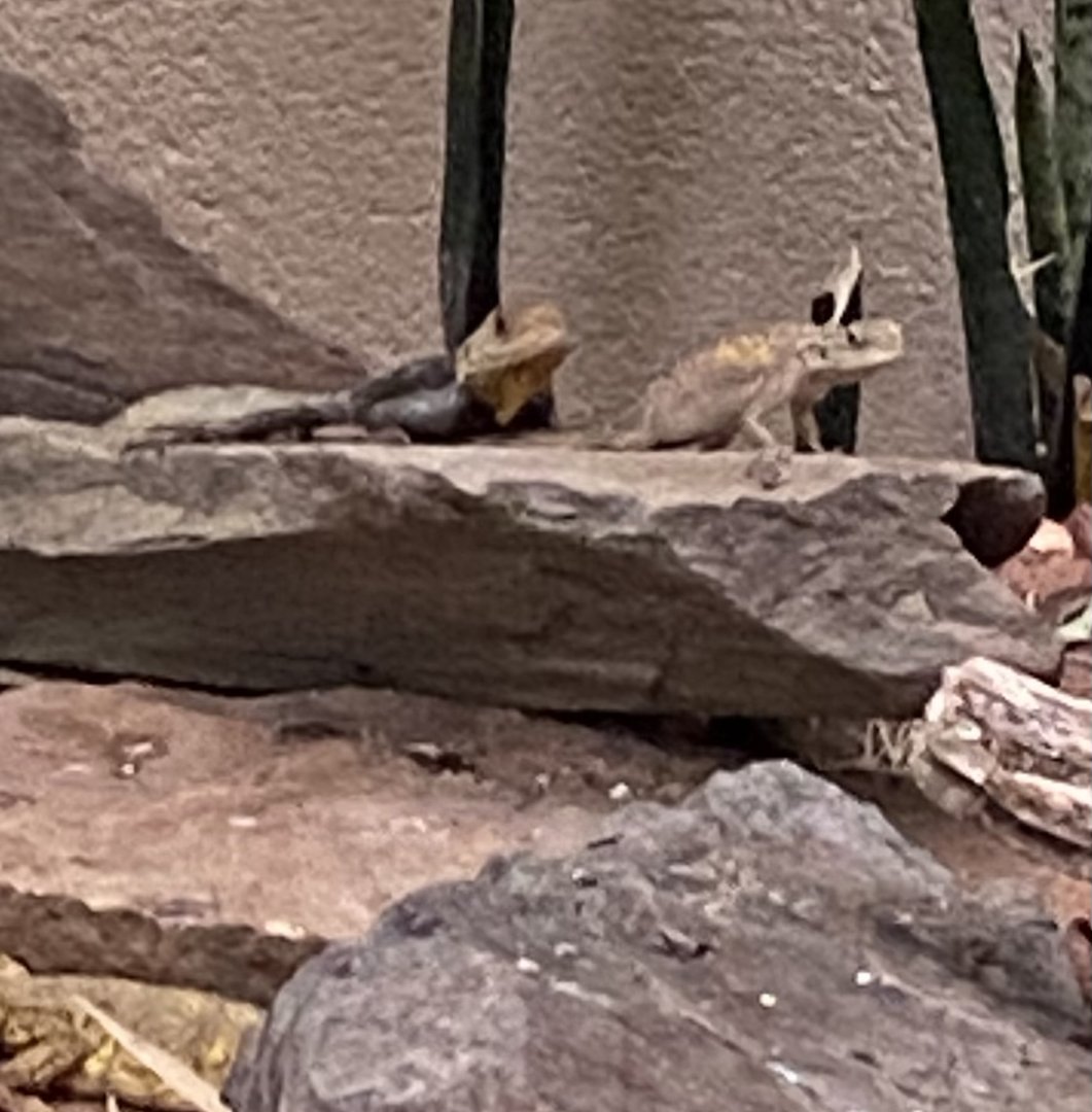 Lizard ID?