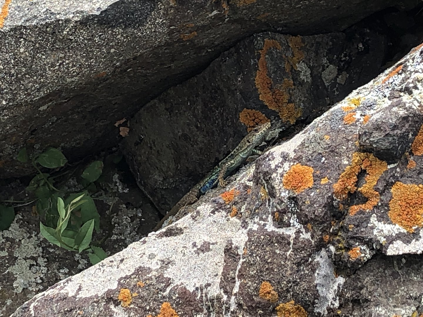 Lizard ID