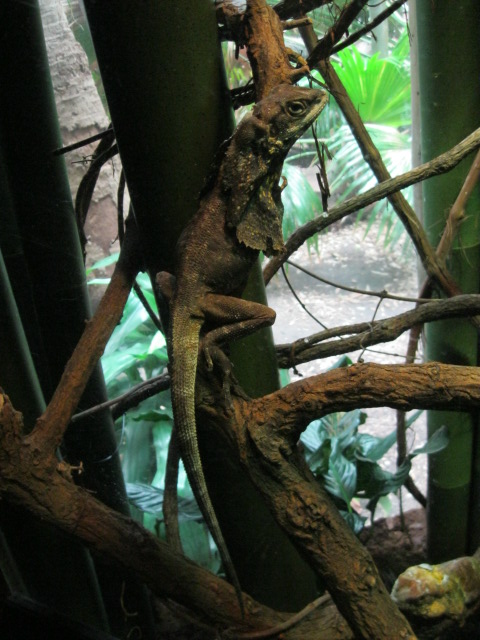 Lizard in Jungle World