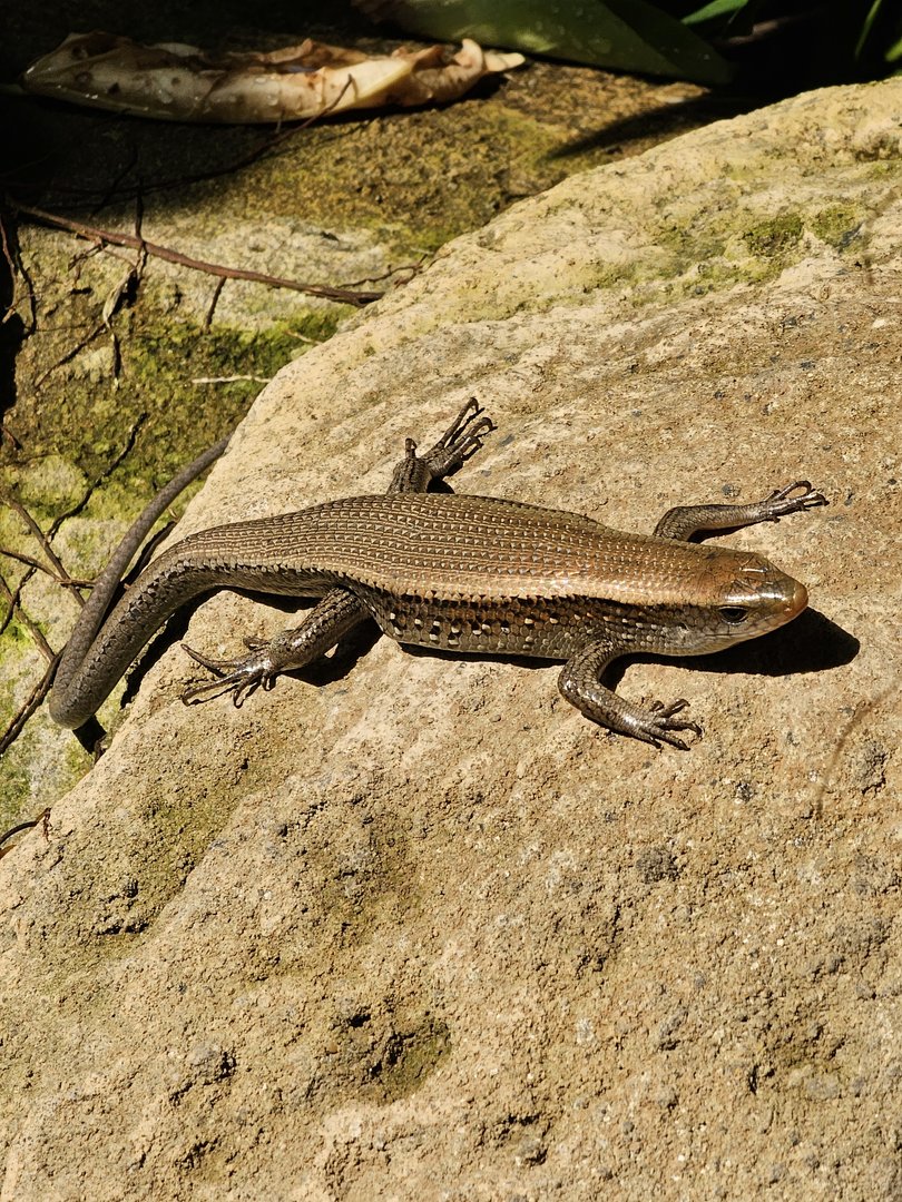 Lizard in Monsoon Forrest