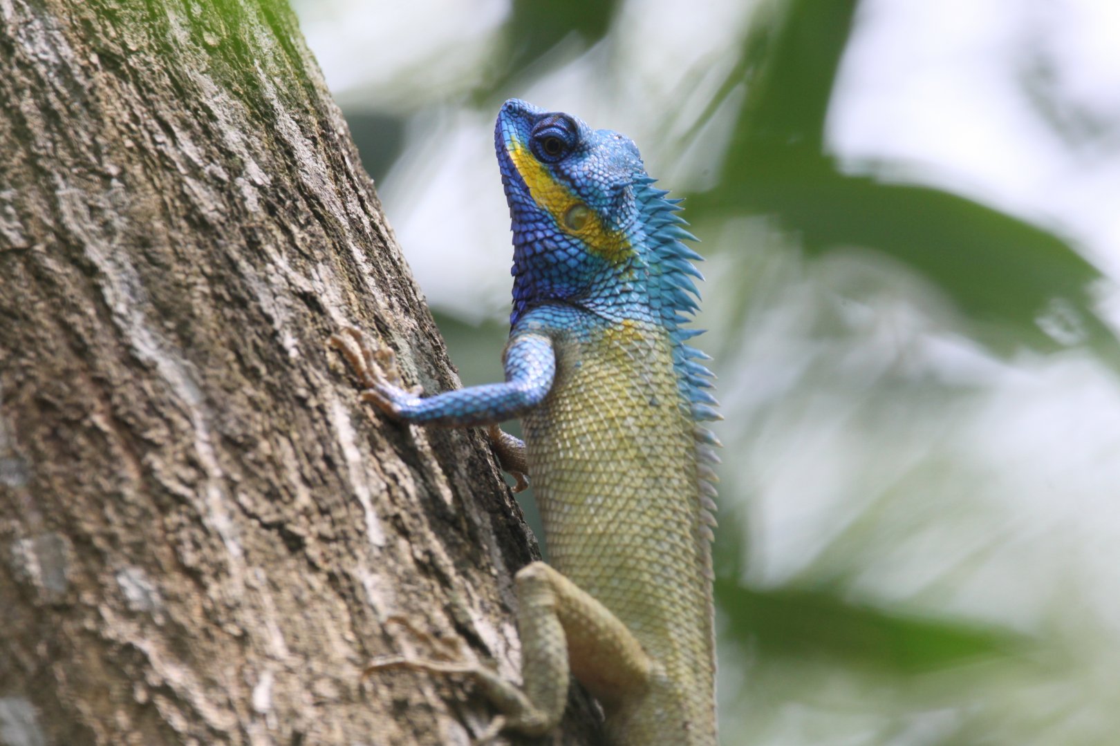 Lizard in Mui Ne, Vietnam
