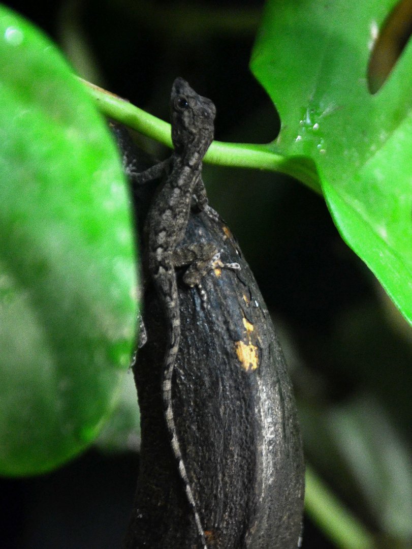 Lizard in Tropical Realm