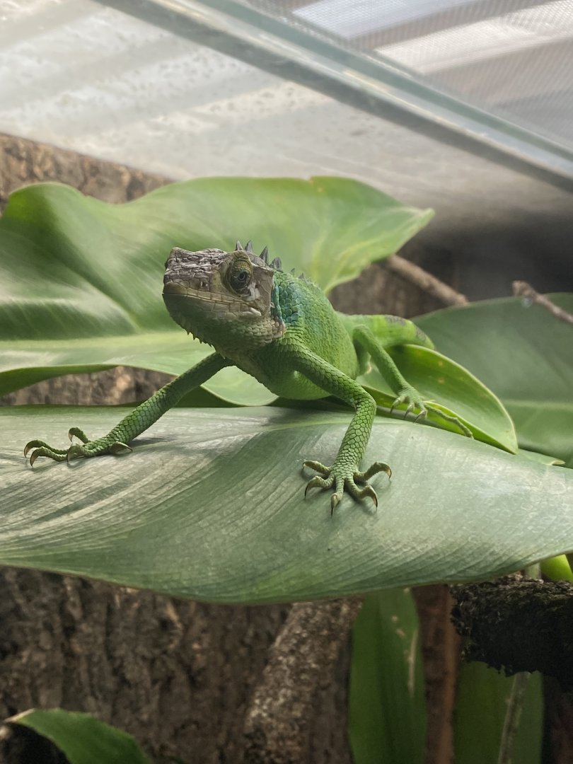 Lizard inhabitant in Bugs at Home 111224