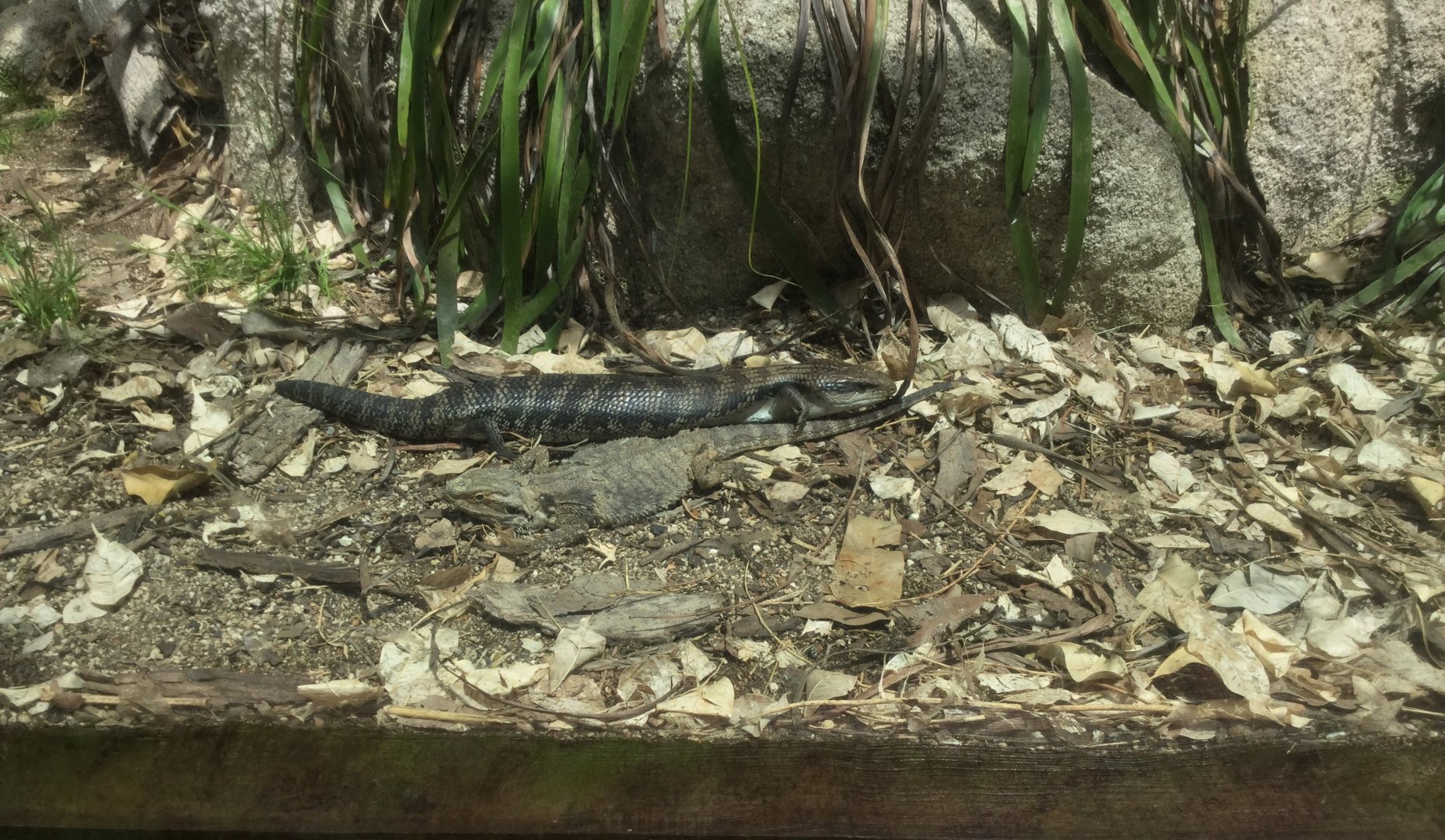 Lizard Lane - Exhibit One