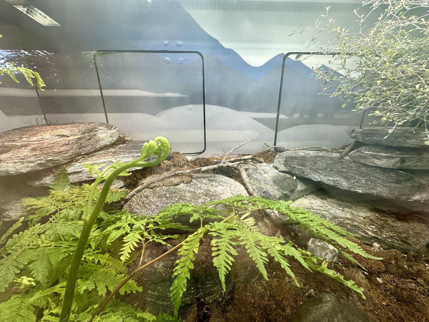 Lizard Lane - Grand Skink Exhibit