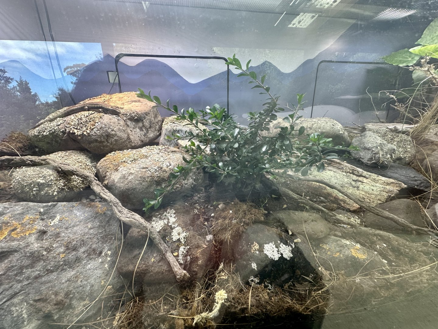 Lizard Lane - Otago Skink Exhibit