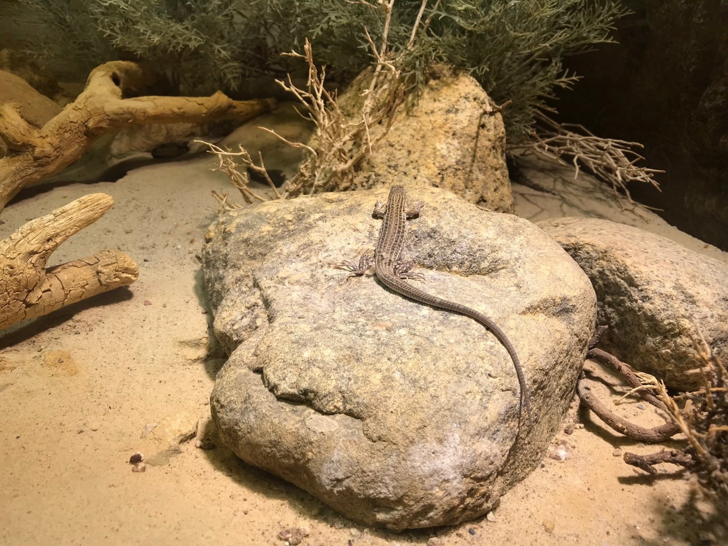 Lizard species - ID please? 270118