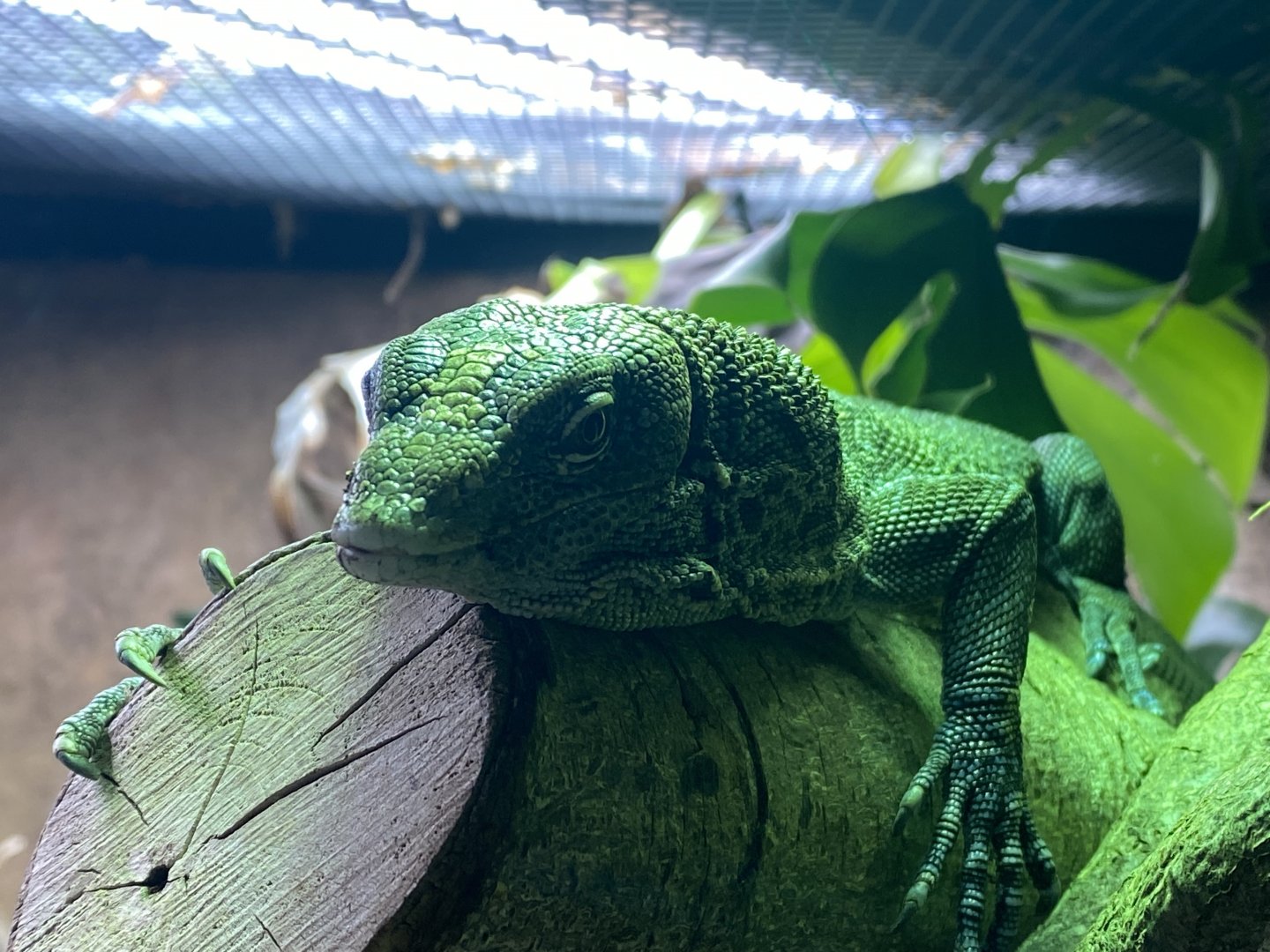 Lizard species ID please? 301221