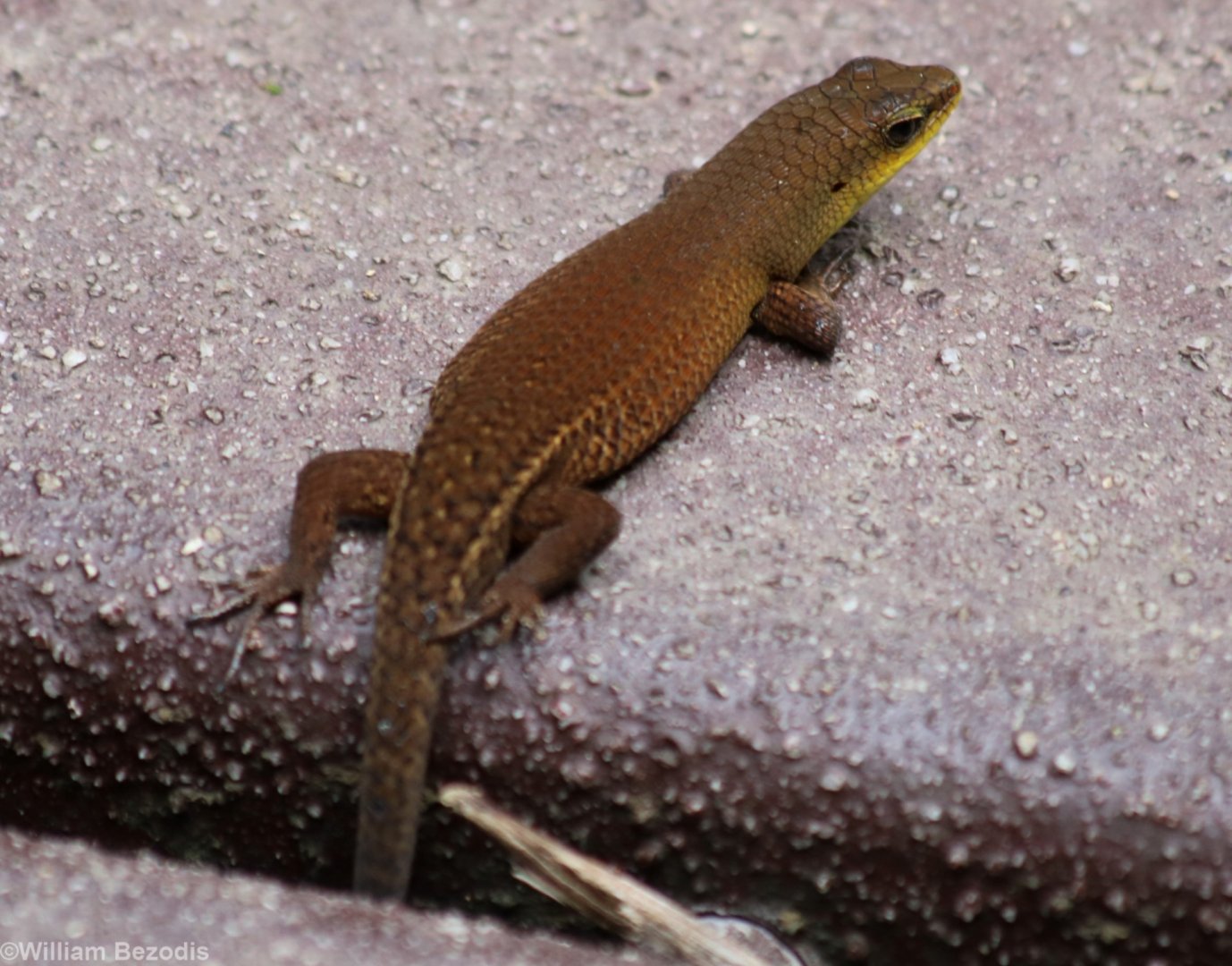 Lizard Species - Taman Negara