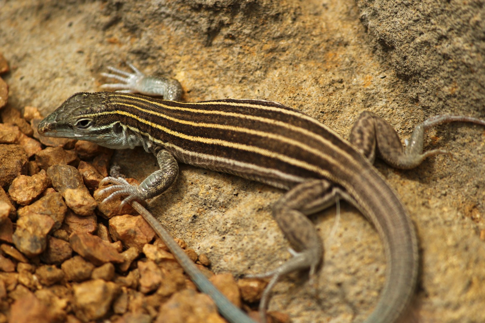 Lizard species