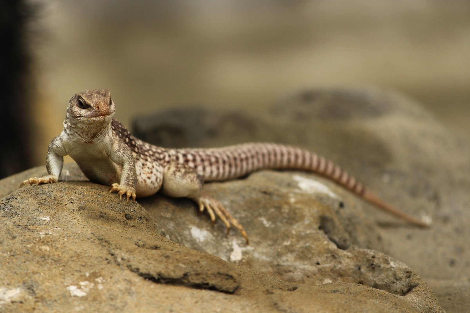 Lizard species