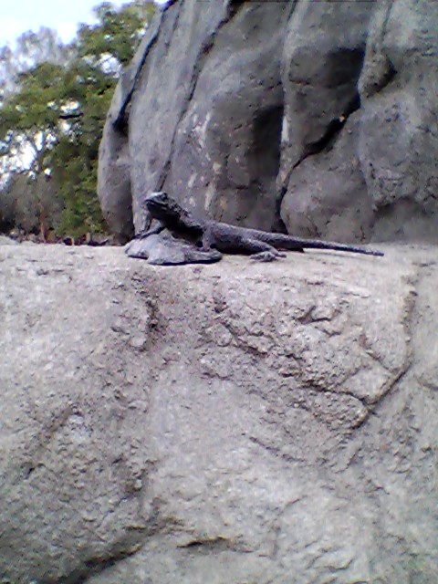 Lizard statue interpretive