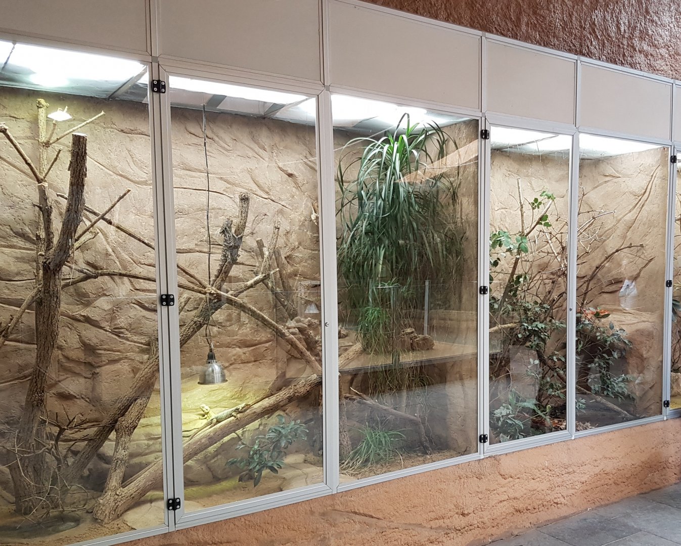 Lizard - Stick insect enclosures