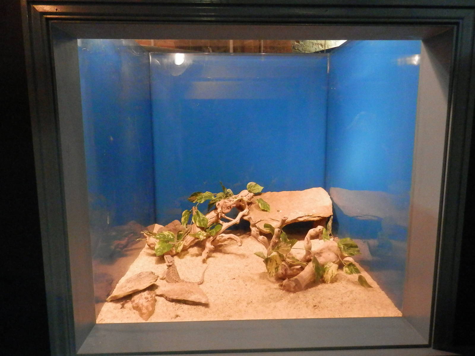 Lizard tank in the Coastal Area
