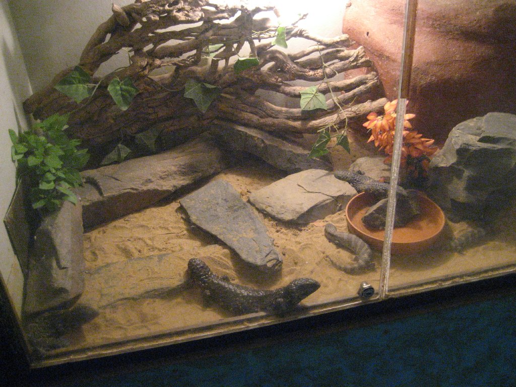 Lizard tank