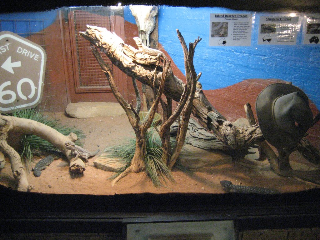 Lizard tank
