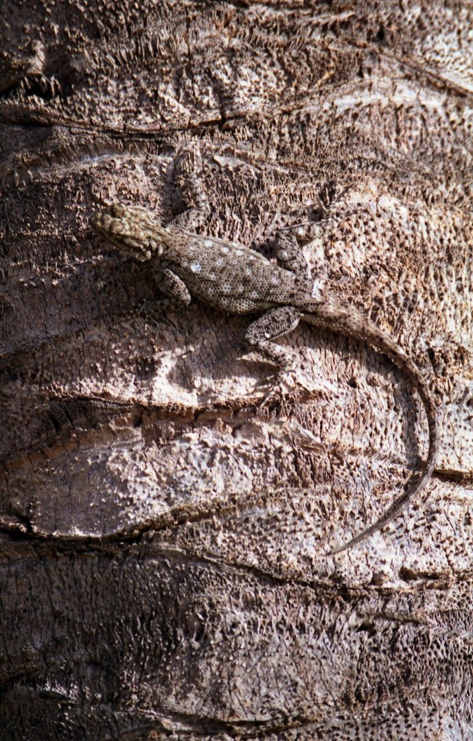 Lizard, The Gambia 1996
