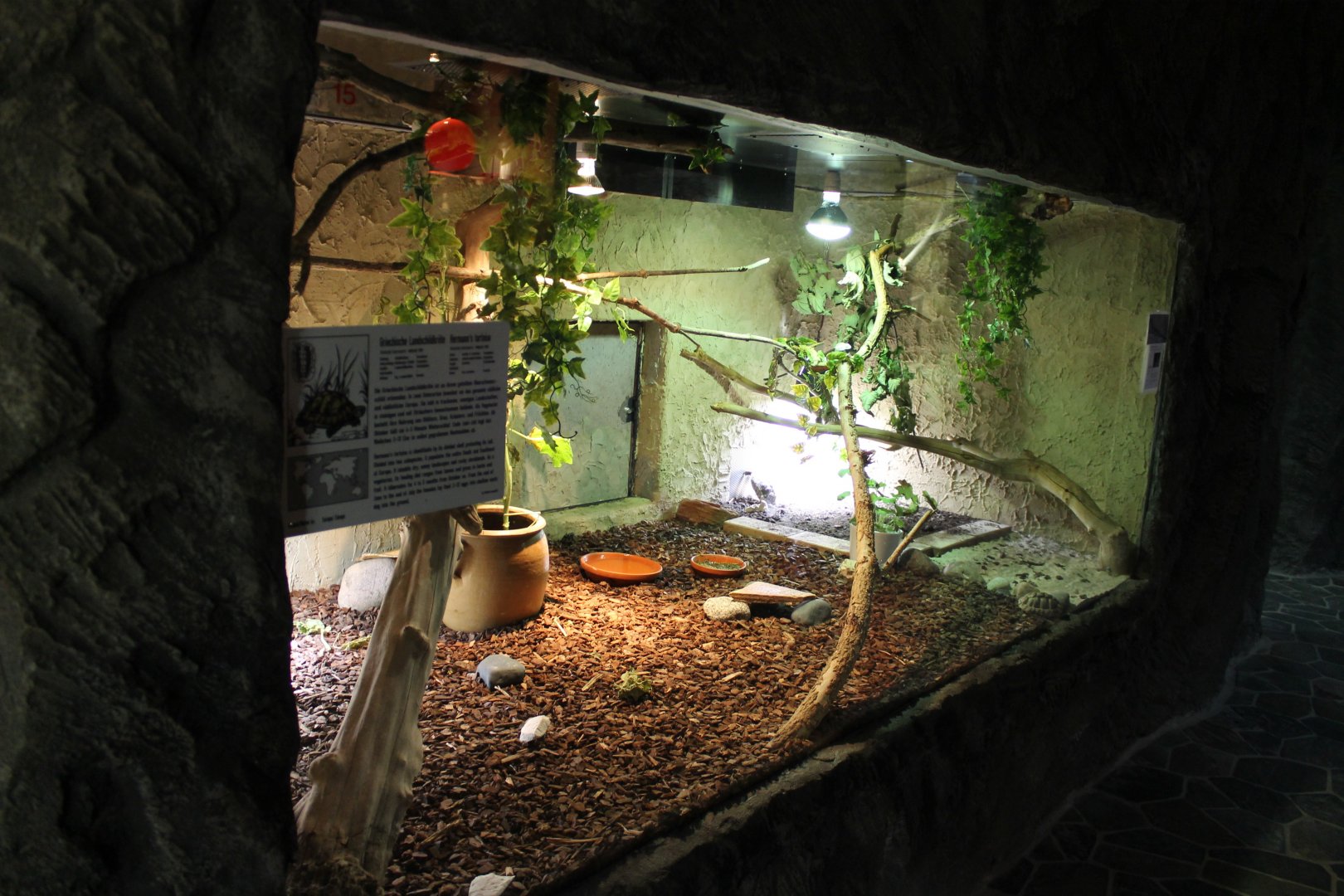 Lizard - Tortoise Enclosure