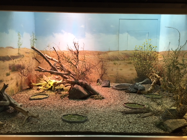 Lizard/Tortoise Exhibit (New in 2017) - 4 Species