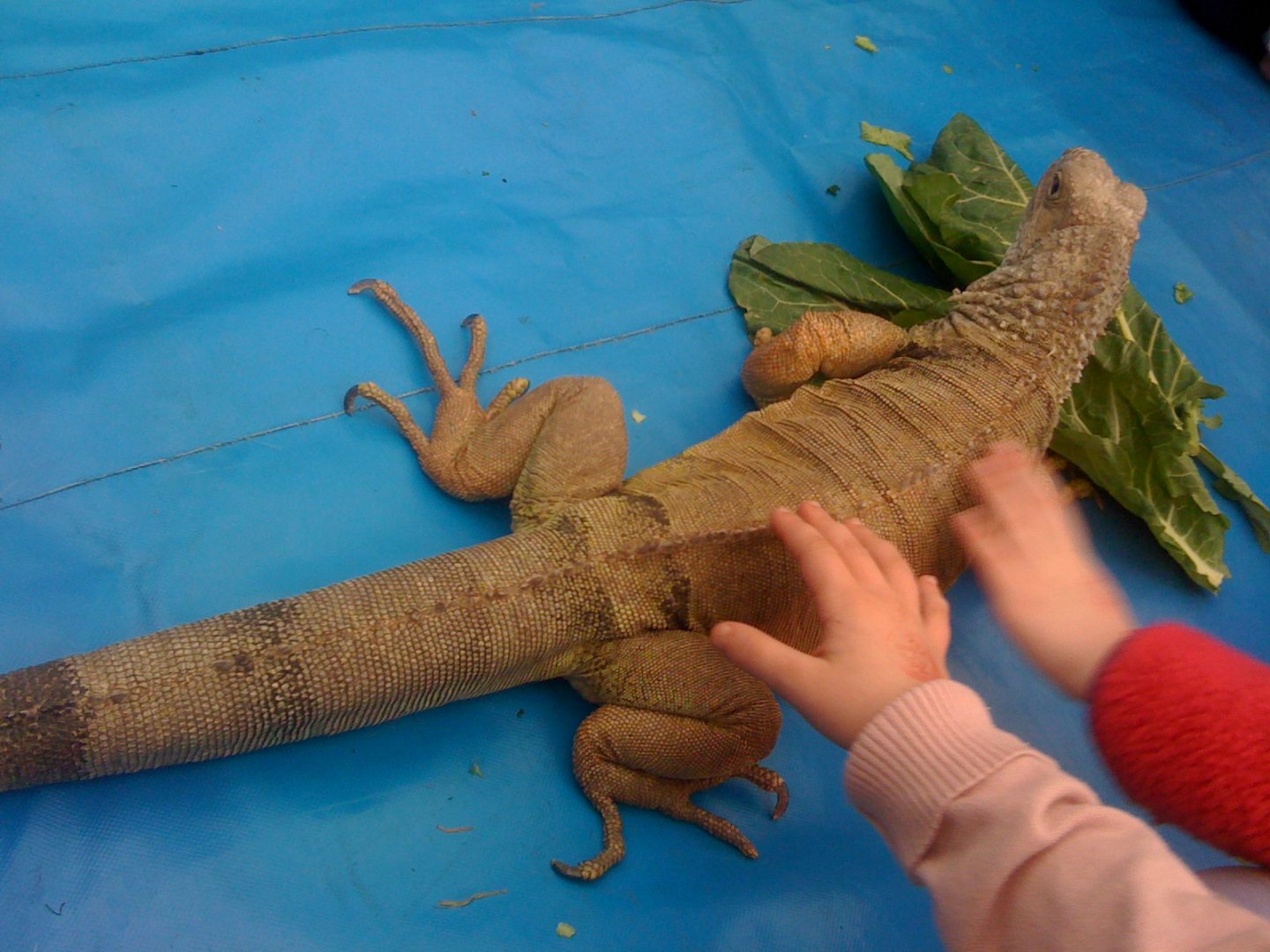 Lizard Tropical Zoo 2010
