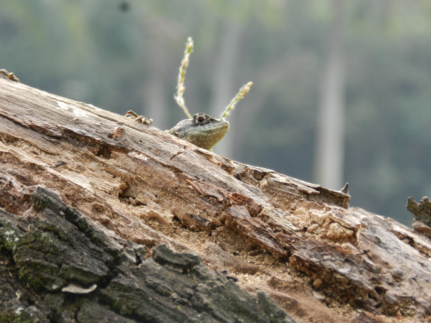 Lizard - Zoo São Paulo
