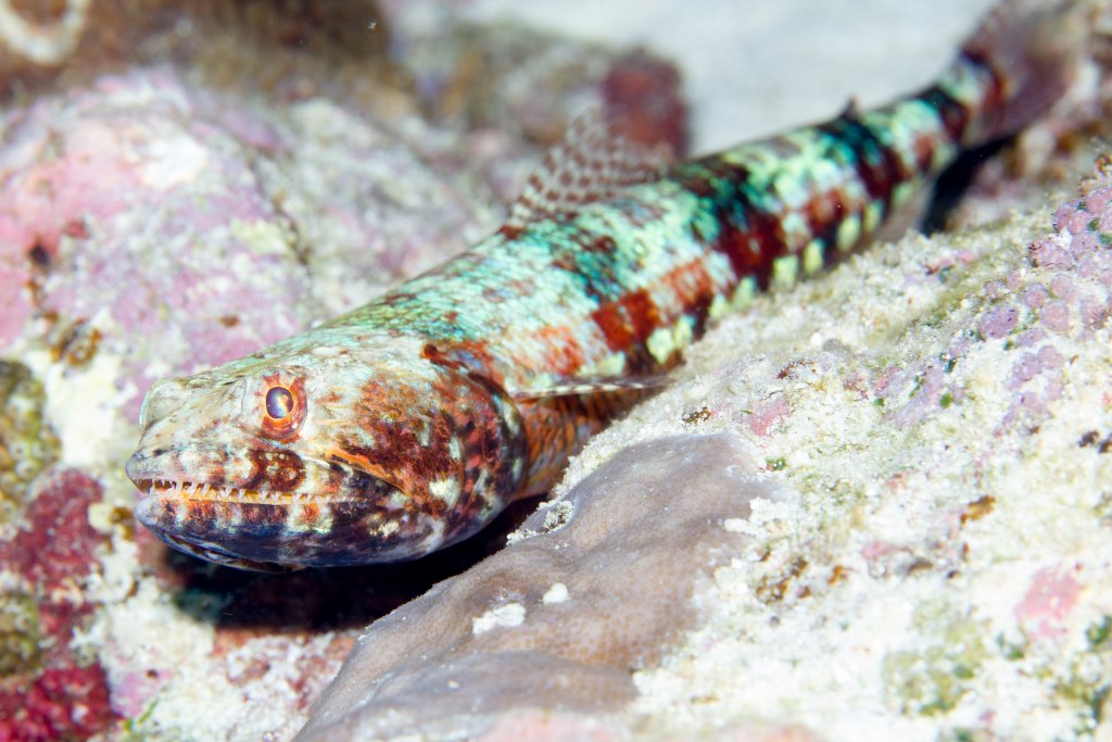 Lizardfish