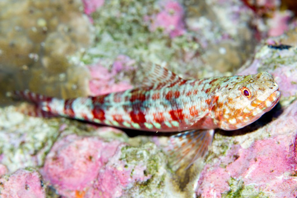 Lizardfish