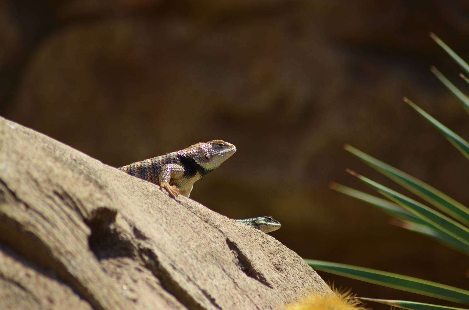Lizards Of The Arroyo Lagarto
