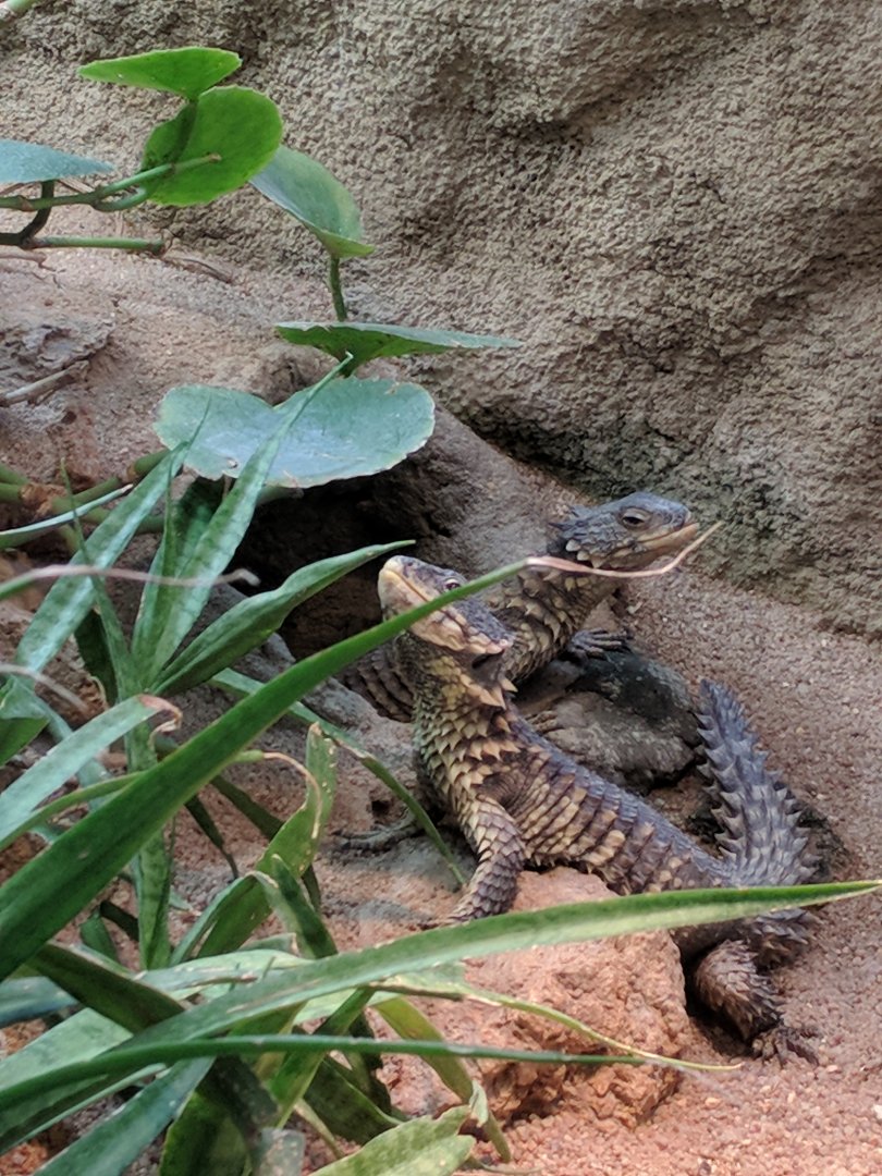 Lizzard Enclosure