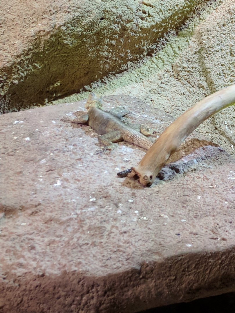 Lizzard ID Zoo Praha 2018