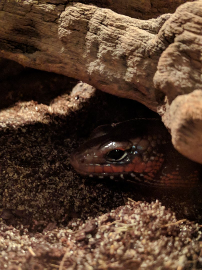 Lizzard ID Zoo Praha 2018