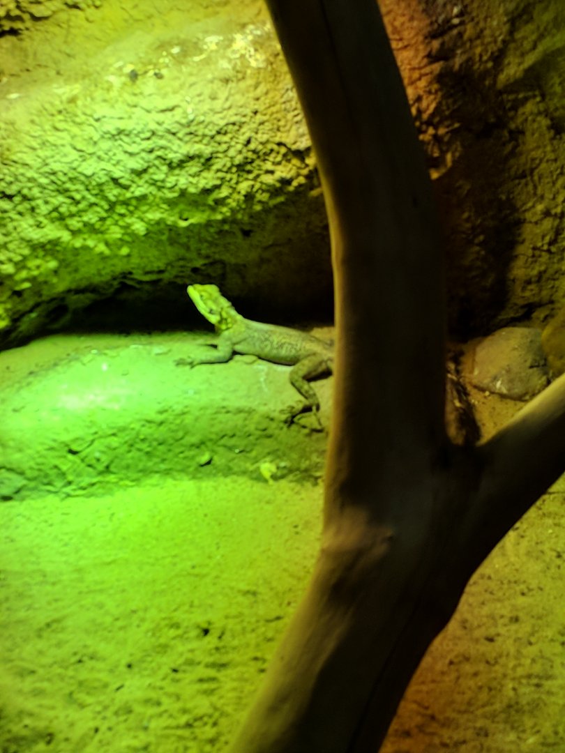 Lizzard Zoo Praha 2018