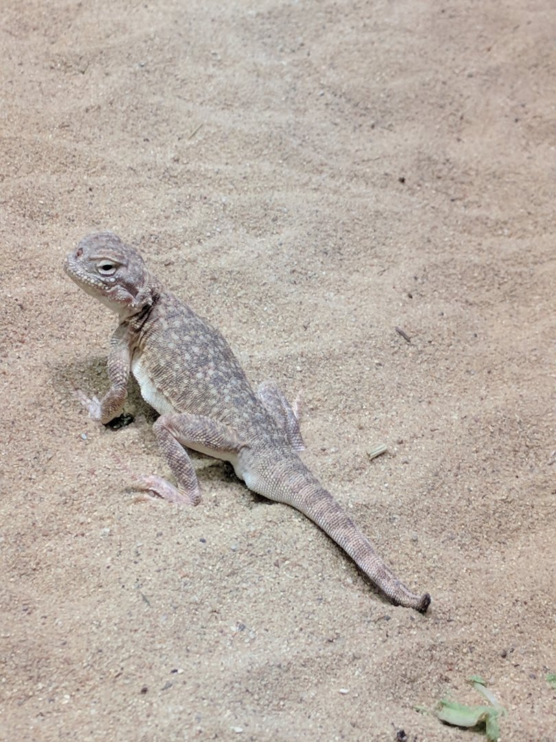 Lizzard Zoo Praha 2018