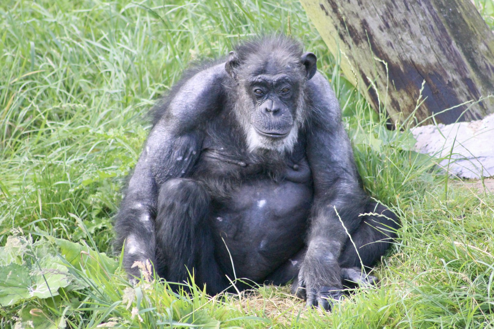 Lizzie, chimpanzee (Pan troglodytes) at Belfast Zoo - 19/08/2022