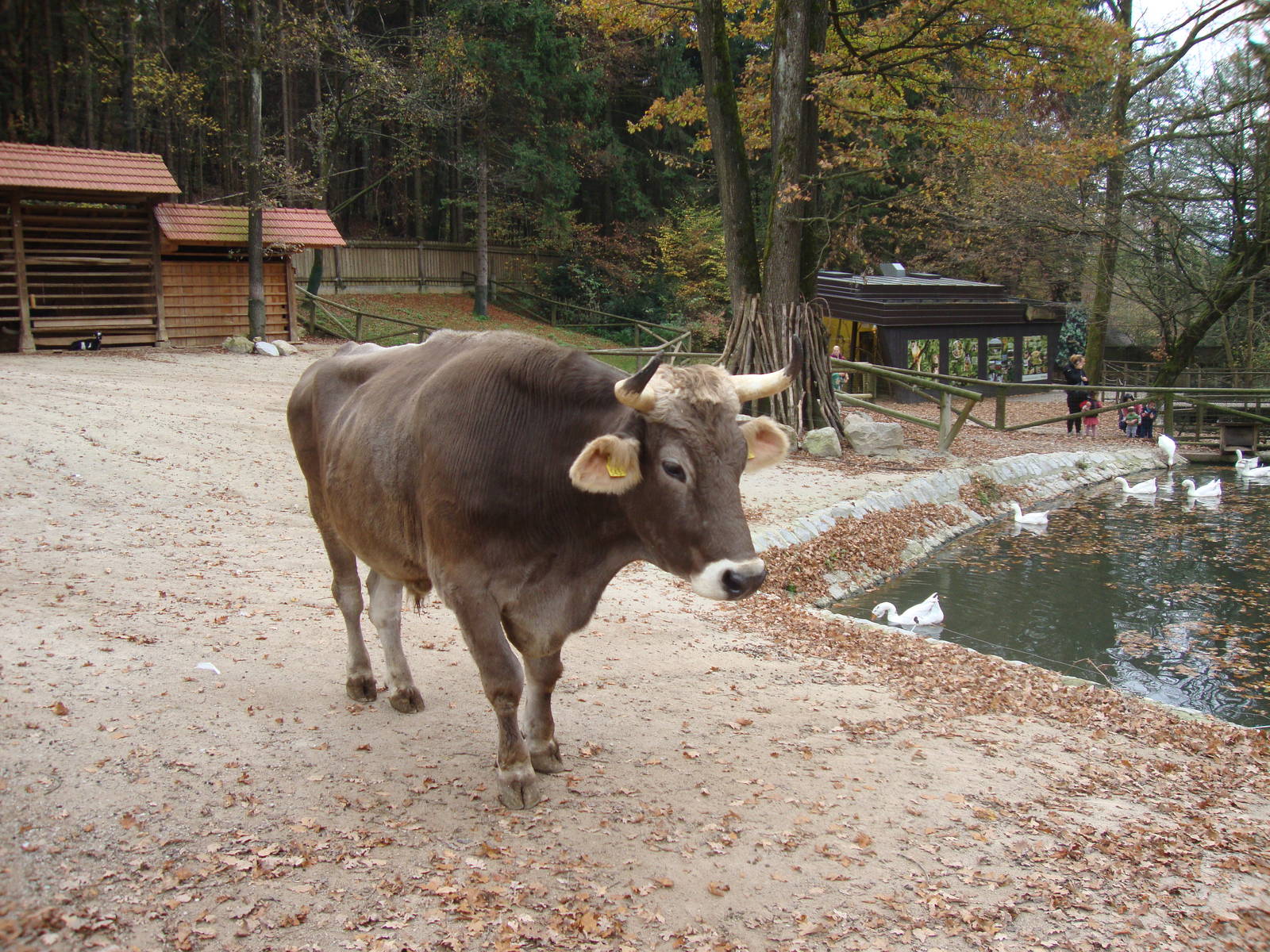 Ljubljana Zoo October 2013