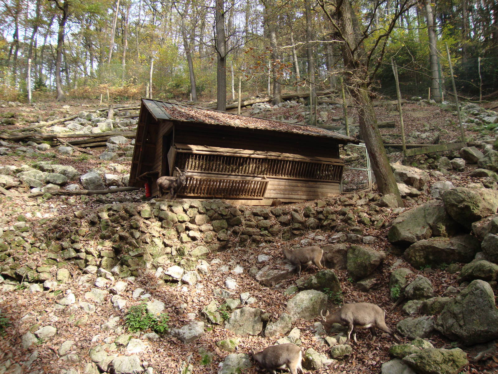Ljubljana Zoo October 2013