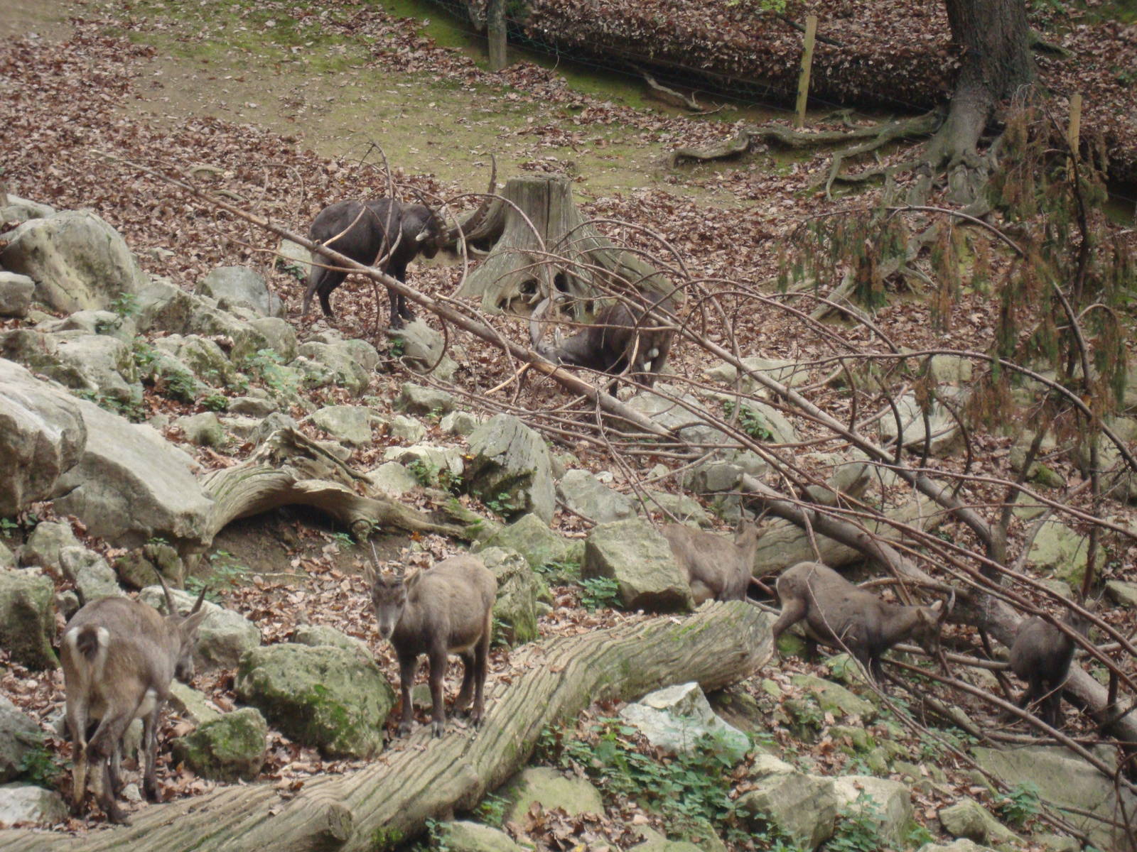 Ljubljana Zoo October 2013