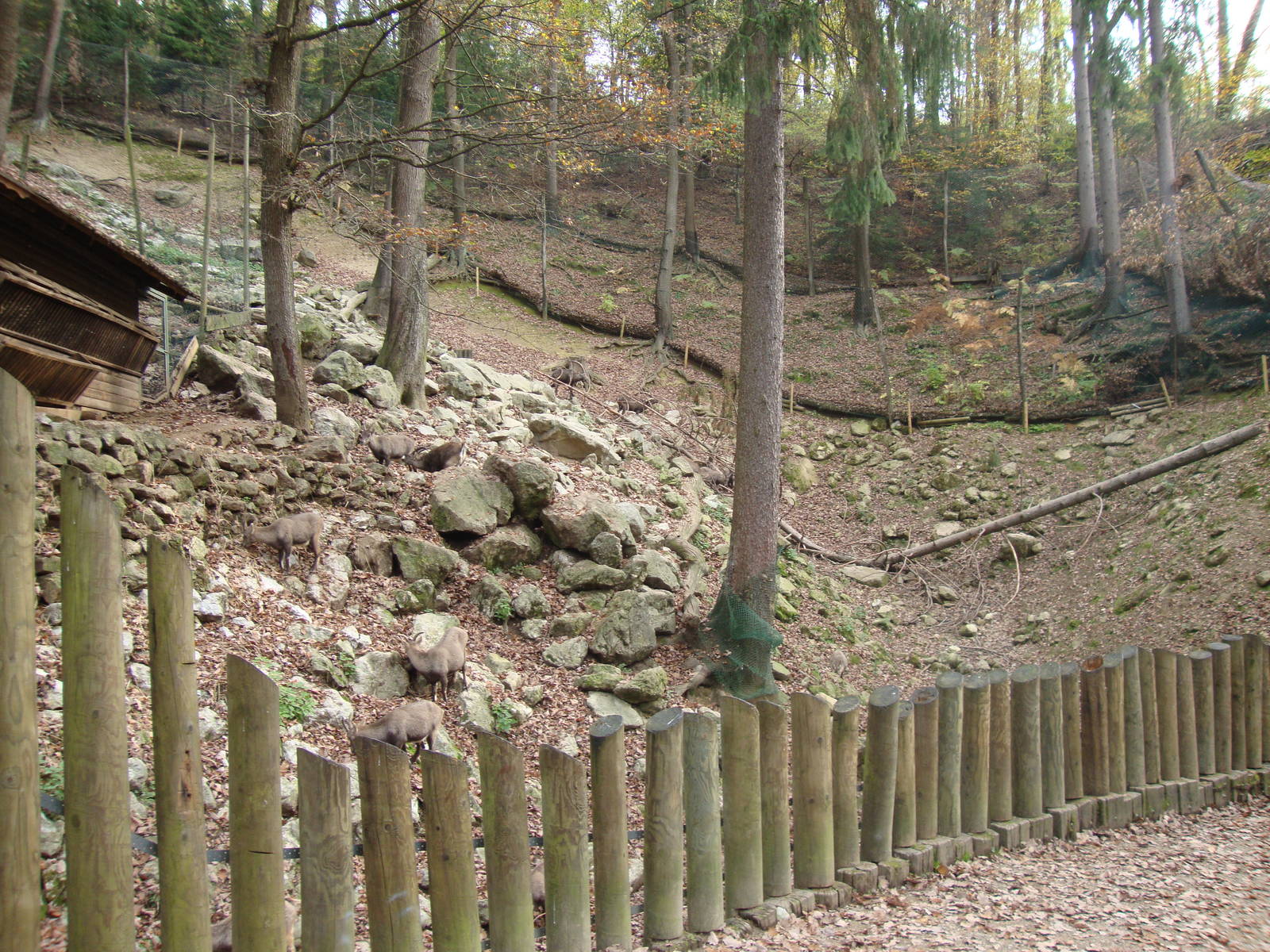 Ljubljana Zoo October 2013
