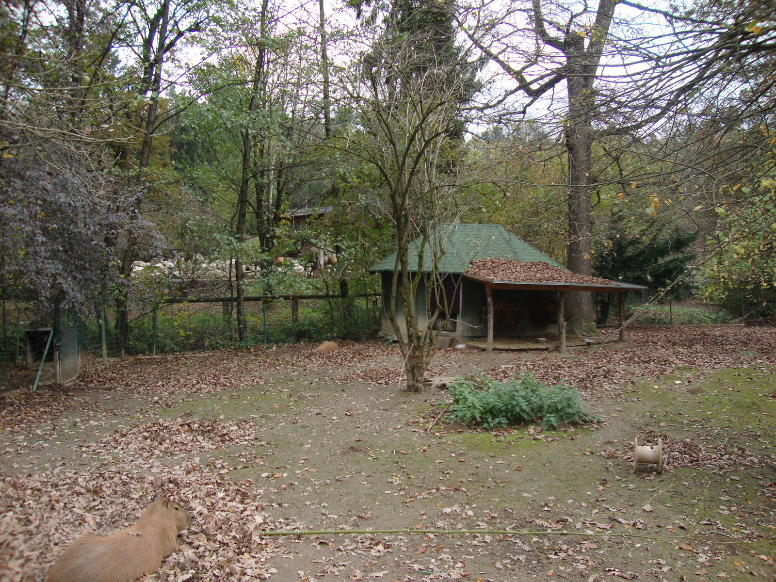 Ljubljana Zoo October 2013
