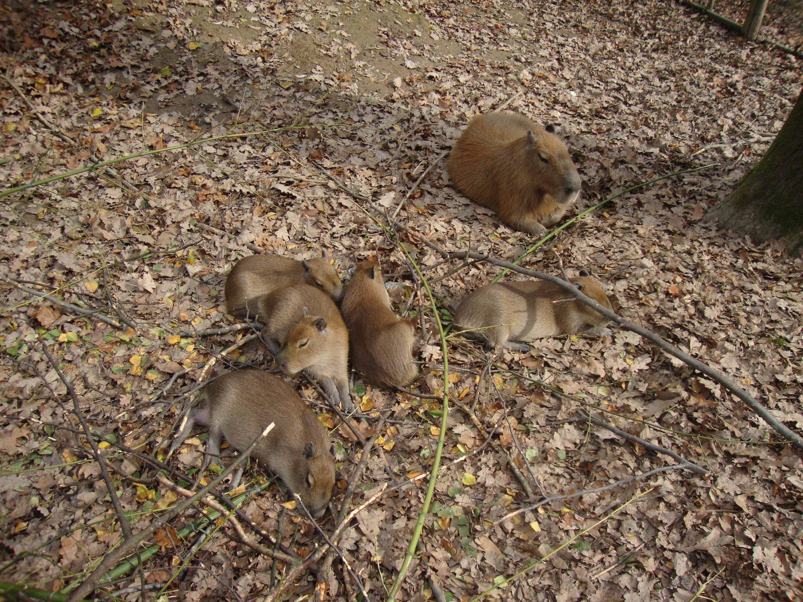 Ljubljana Zoo October 2013