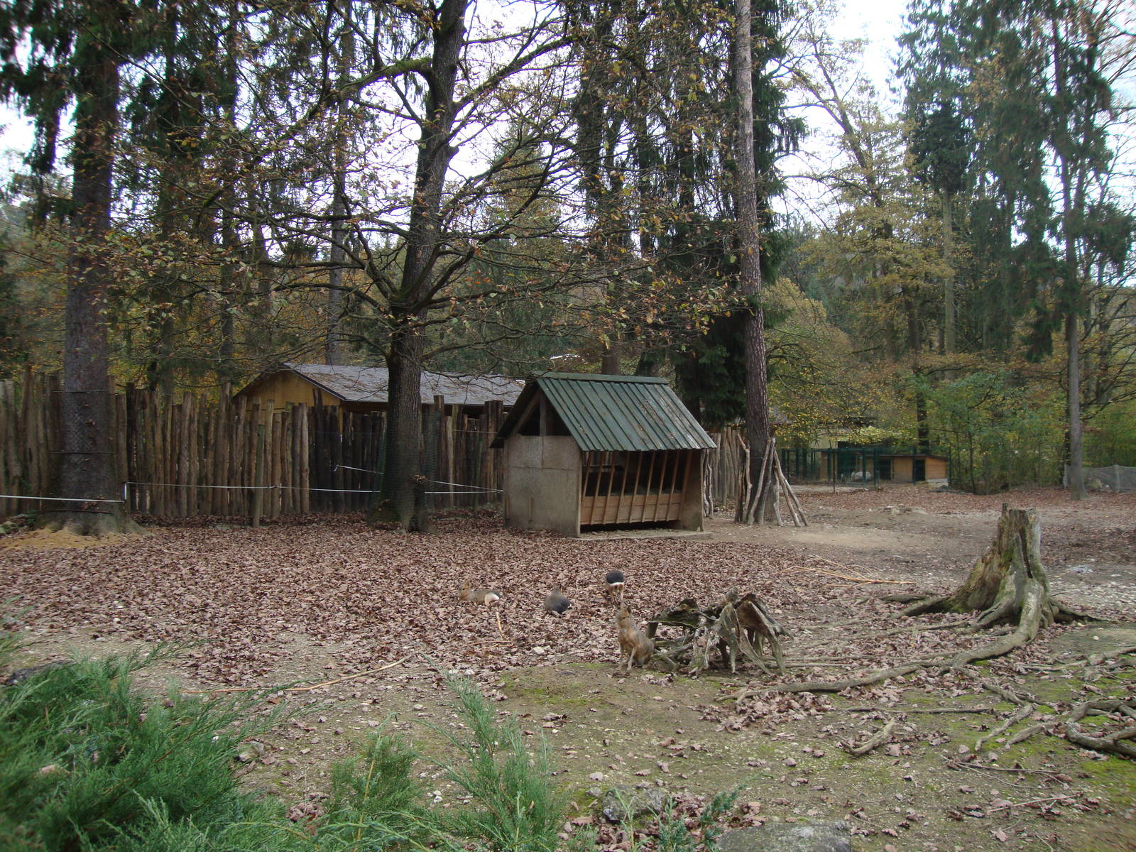 Ljubljana Zoo October 2013