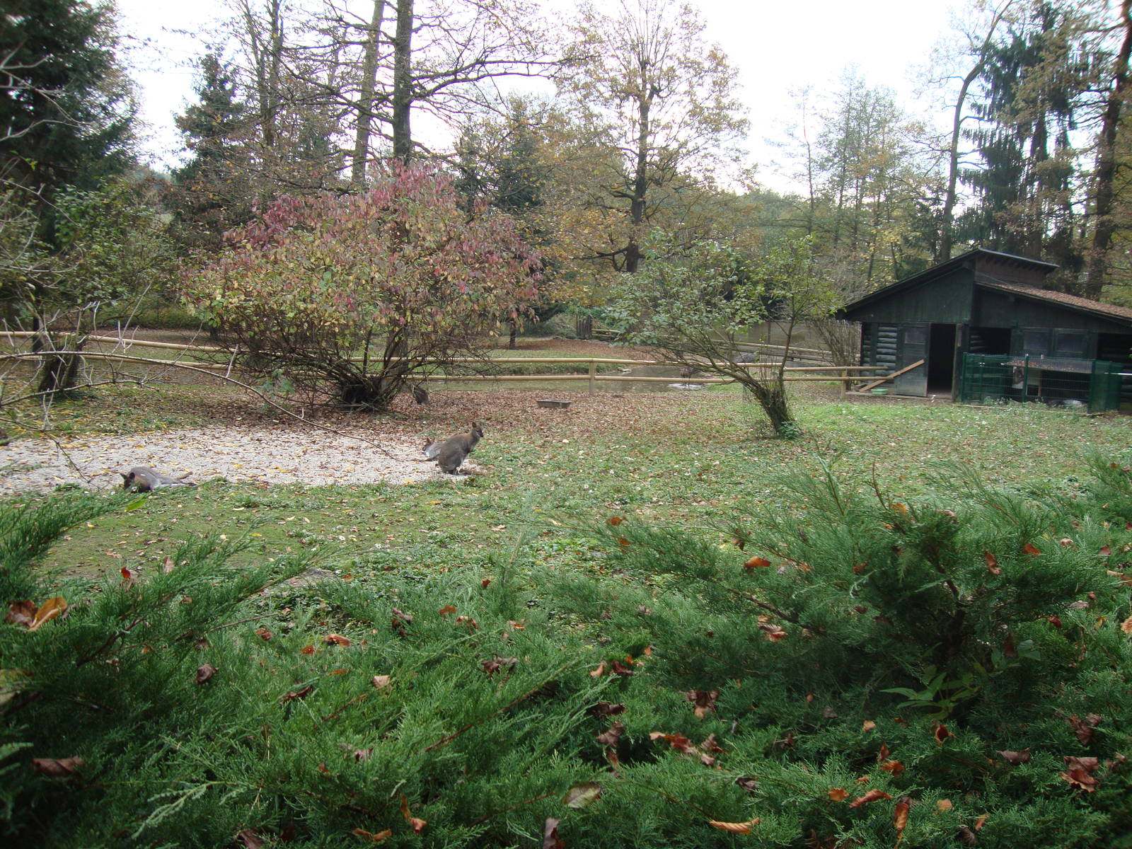 Ljubljana Zoo October 2013