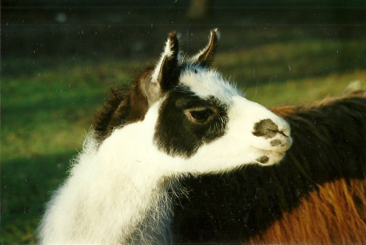 Llama 14th February 1996