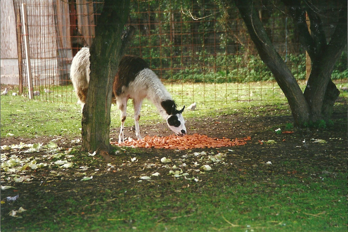 Llama 4th October 1995: yum, yum carrots!