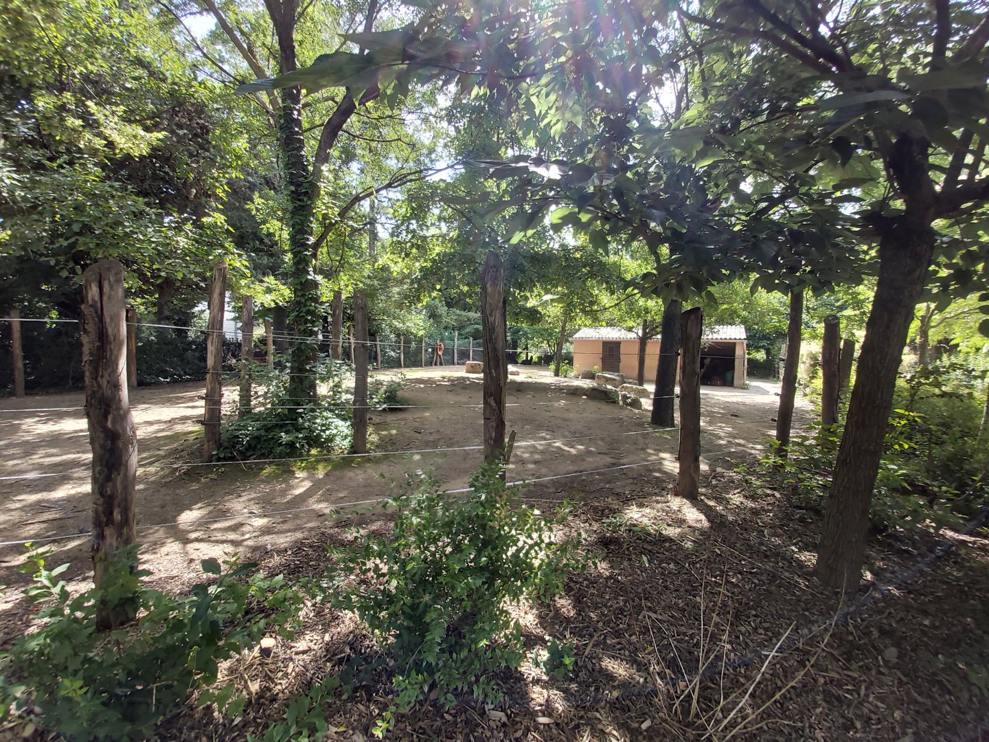 Llama & alpaca enclosure (in the children farm)