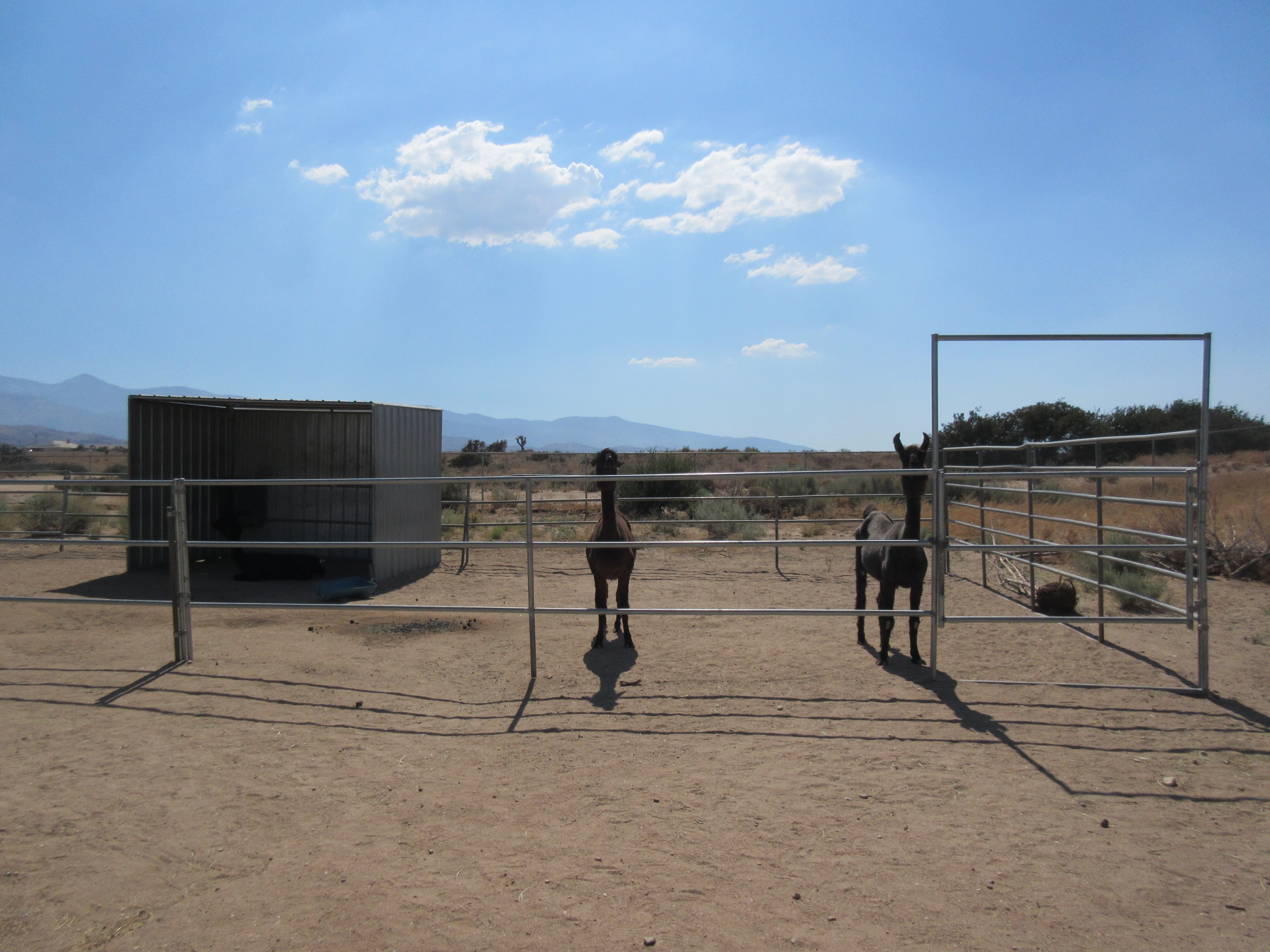 Llama/Alpaca Exhibit