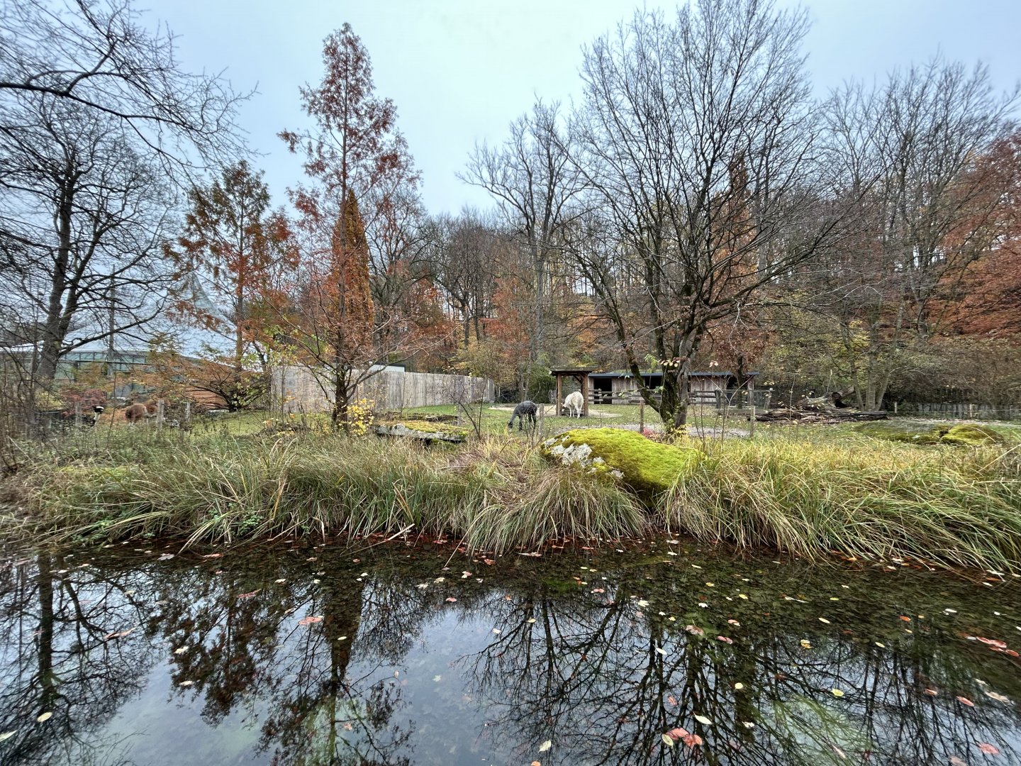 Llama & Alpaca Exhibit