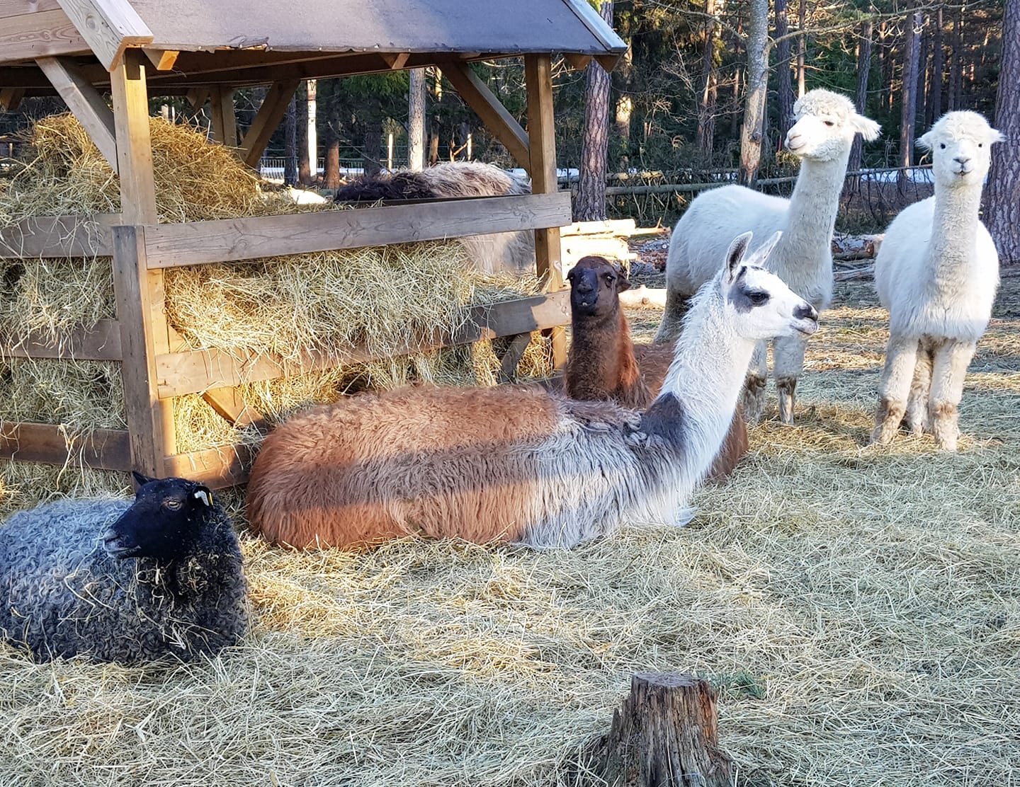 Llama, alpackas and sheep